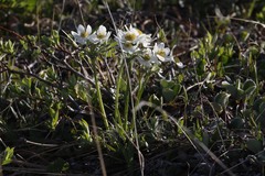 Anemonastrum