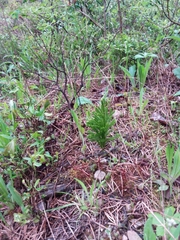 Dendrolycopodium hickeyi