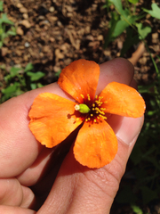Papaver heterophyllum