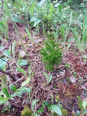 Dendrolycopodium hickeyi