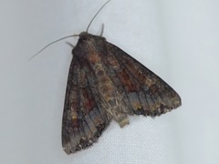 Apamea amputatrix