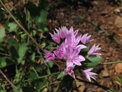 Allium unifolium