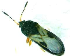 Blissus leucopterus