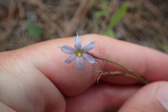 Sisyrinchium mucronatum
