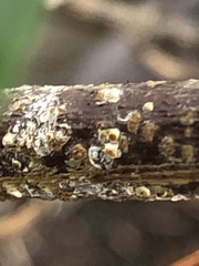 Pseudaulacaspis prunicola