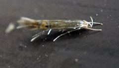 Cosmopterix fernaldella