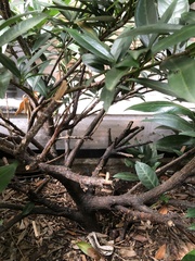 Pseudaulacaspis prunicola