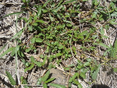 Corchorus asplenifolius