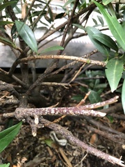 Pseudaulacaspis prunicola