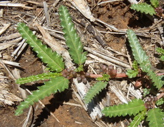 Corchorus asplenifolius