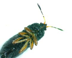 Blissus leucopterus