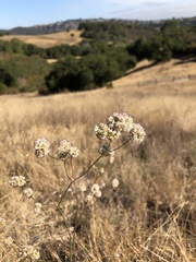 Eriogonum nudum auriculatum