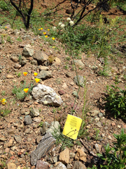 Perideridia californica