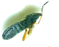 Blissus leucopterus