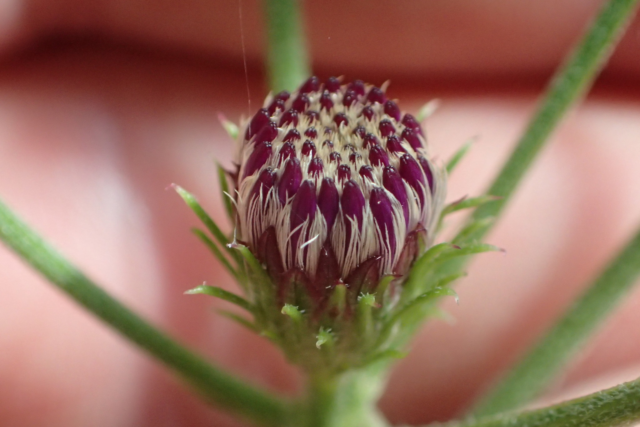 Vernonia X georgiana
