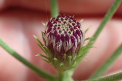 Vernonia × georgiana