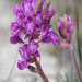 Lambert's Locoweed - Photo (c) Tyler Christensen, some rights reserved (CC BY-NC), uploaded by Tyler Christensen