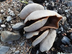 Peziza echinospora