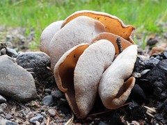 Peziza echinospora