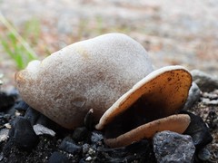 Peziza echinospora