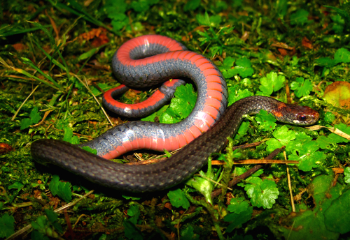 Photo of a Redbelly Snake (Storeria occipitomaculata)