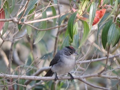 Coryphospingus pileatus