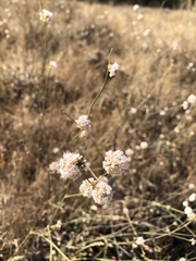 Eriogonum nudum auriculatum