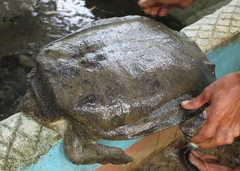 Asian Giant Softshell Turtle photo 5