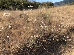 Eriogonum nudum auriculatum