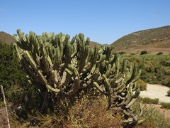 Myrtillocactus cochal