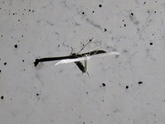 Hellinsia homodactylus