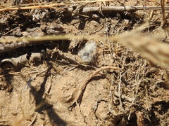 Dasymutilla gloriosa