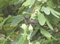 Myzomela obscura