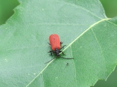 Pyropterus nigroruber