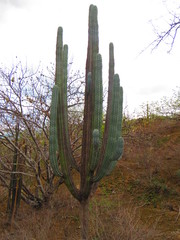 Pachycereus weberi