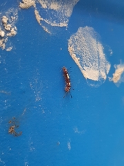 Lepidoptera