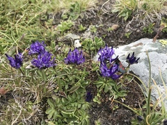 Phyteuma globulariifolium