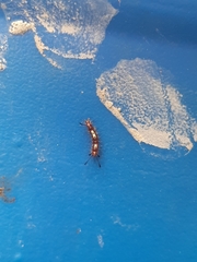 Lepidoptera