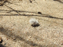 Dasymutilla gloriosa