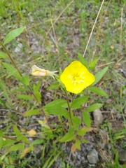 Oenothera