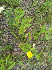 Oenothera