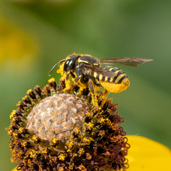 Paranthidium jugatorium