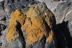Dufourea