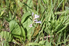 Penstemon gracilis