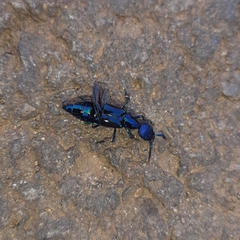 Plochionocerus