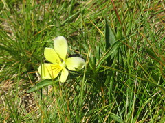 Viola lutea