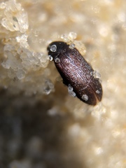 Bostrichoidea