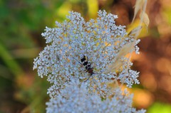 Chlorophorus trifasciatus