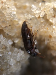 Bostrichoidea