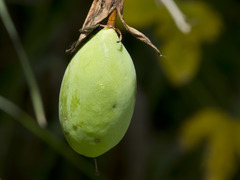 Passiflora manicata